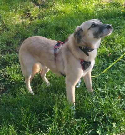 Tierschutzhunde suchen ein Zuhause-Beitrag-Bild