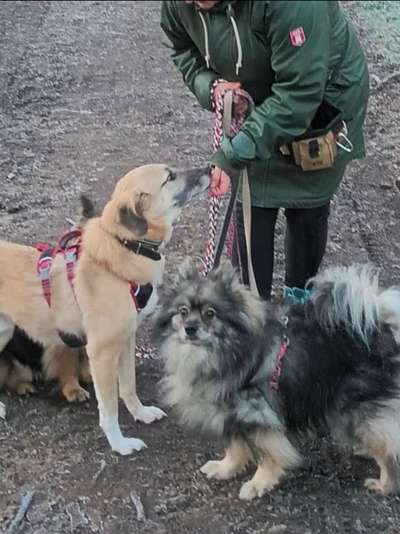 Tierschutzhunde suchen ein Zuhause-Beitrag-Bild