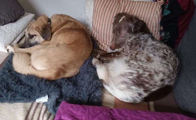 Tierschutzhunde suchen ein Zuhause-Beitrag-Bild