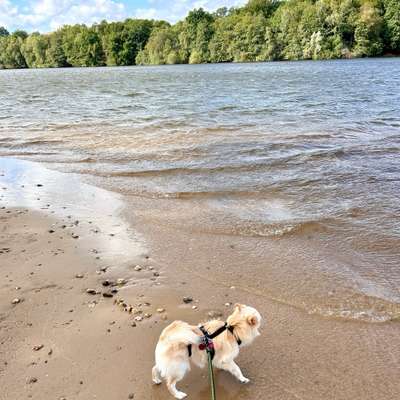 Hundetreffen-gemeinsame Gassirunden-Bild