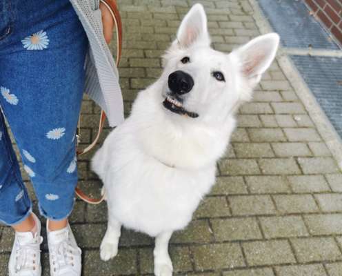 Hundetreffen-Hunderunde in Drensteinfurt 🌳-Bild