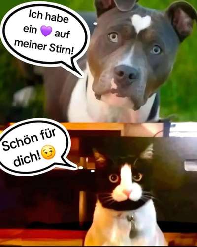 Hunde Memes-Beitrag-Bild