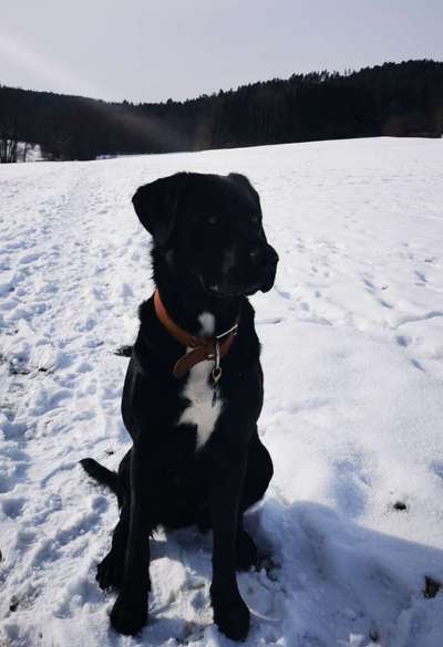 Labradorfans-Beitrag-Bild