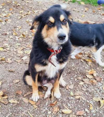 TierschutzhundeStammtisch🐕-Beitrag-Bild