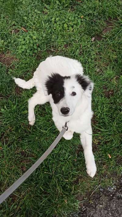 Dogorama Photo Challenge - an der Leine-Beitrag-Bild