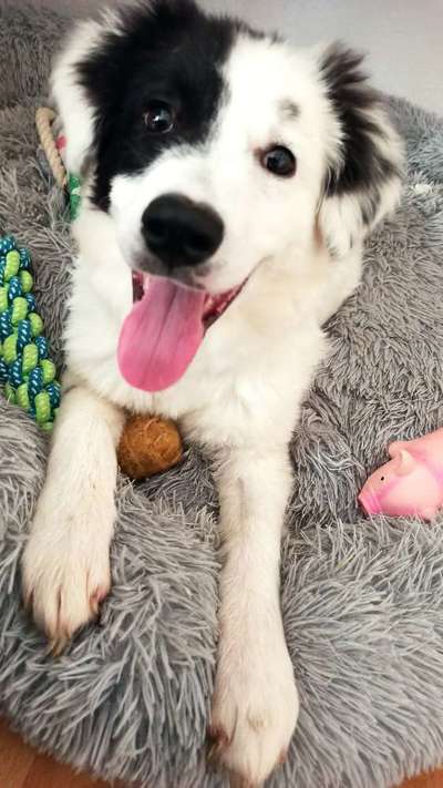 TierschutzhundeStammtisch🐕-Beitrag-Bild