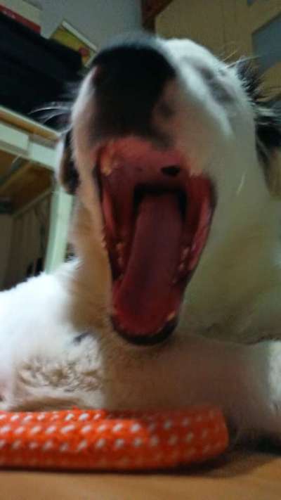 Der Wolf in eurem Hund-Beitrag-Bild