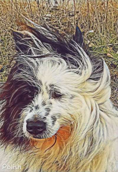 Der Hund als Cartoon-Beitrag-Bild