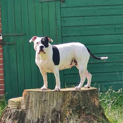 Hundetreffen-Hunde Freunde finden-Bild
