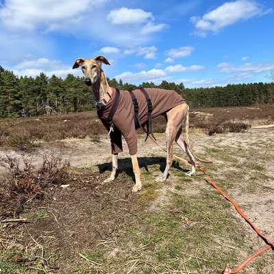 Windhunde - Treffen der besonderen Schönheiten
HERZLICH WILLKOMMEN-Beitrag-Bild