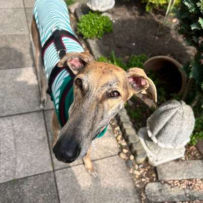 Hundetreffen-Wir suchen windige Freunde-Bild