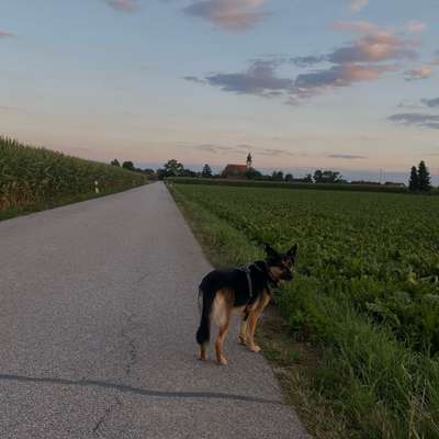 Hundetreffen-Gassitreffen/Sozialkontakt-Bild