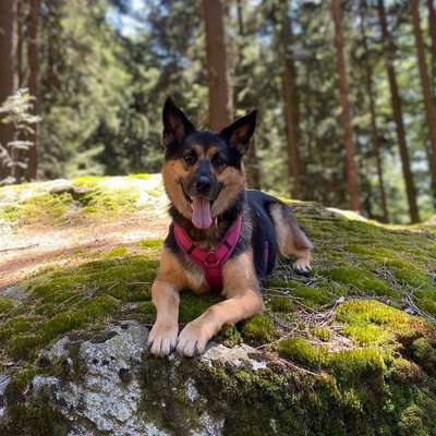 Hundetreffen-Gassitreffen-Bild