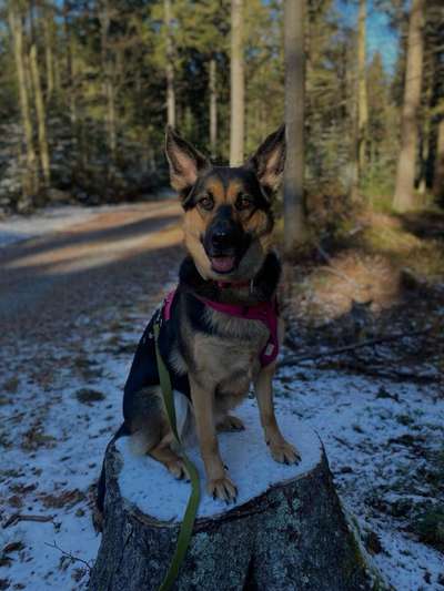 Hundetreffen-Spazieren gehen, „social walk“-Bild