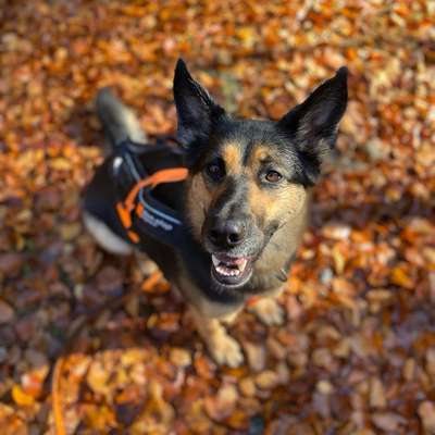 Hundetreffen-Gassitreffen/Wandern-Bild