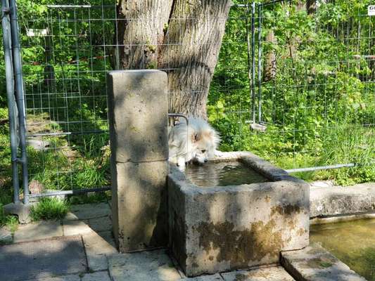 Dogorama-Monats-Challenge-Mai "Wasser"-Beitrag-Bild