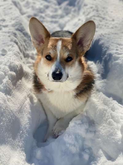 Zeigt mal die schönsten Bilder von euren Hunden !-Beitrag-Bild