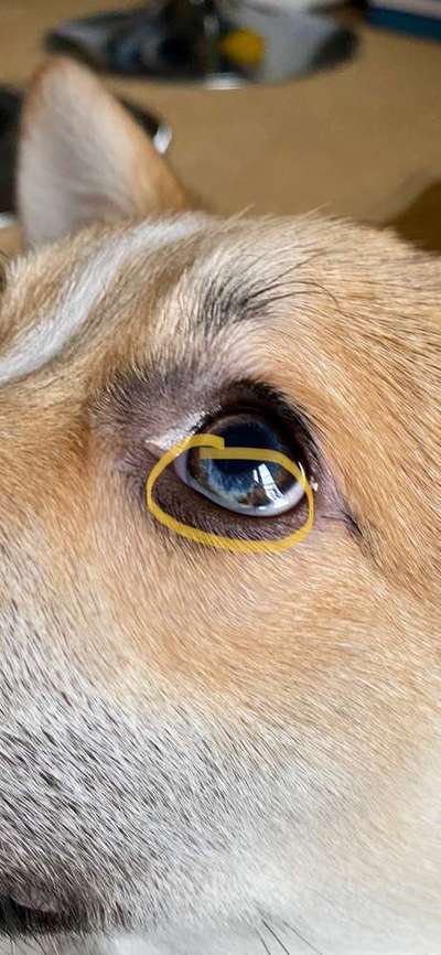 Augenverfärbung-Beitrag-Bild