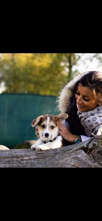 Welpen Bilder !-Beitrag-Bild