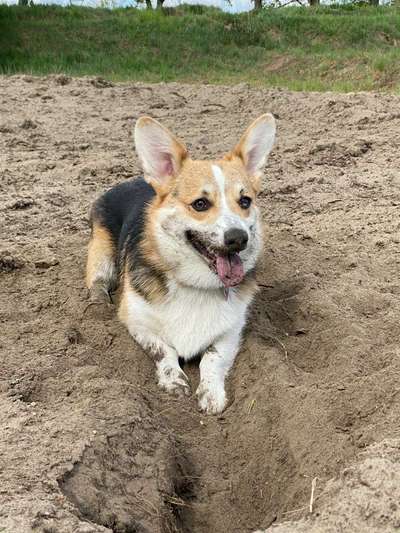 Welche Rasse? Und warum?-Beitrag-Bild