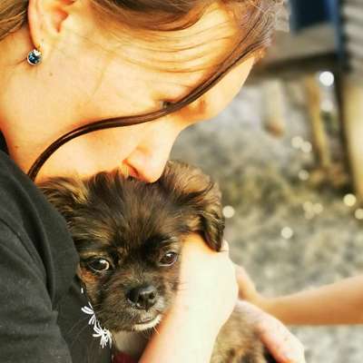 Hundetreffen-Kleinhunde treffen-Profilbild
