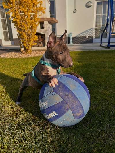 Hundetreffen-Kleiner Olaf brauch Freunde-Bild