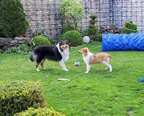 Collies -wo seid ihr?-Beitrag-Bild