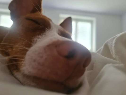 Zeigt mir die tollste Nahaufnahme von eurer Fellnase-Beitrag-Bild