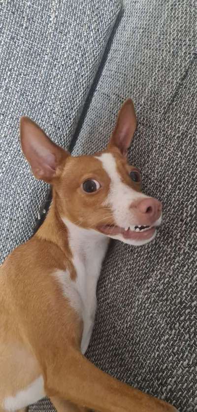 Zeigt mir die tollste Nahaufnahme von eurer Fellnase-Beitrag-Bild