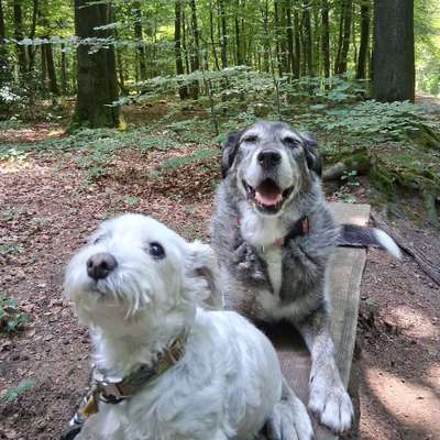 Hundetreffen-Gemeinsame Hunderunden-Bild