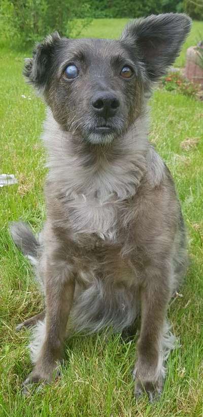 Mischlingshunde Foto Aufruf-Beitrag-Bild