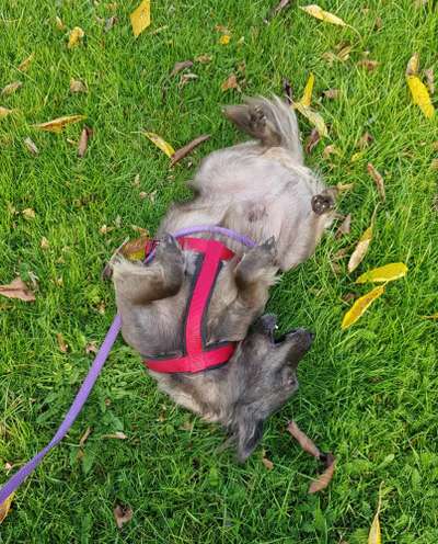 Fotochallenge Nr 55  -  Hund im November--Beitrag-Bild