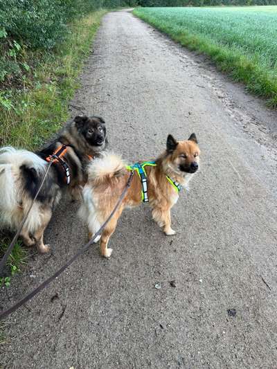 Eurasier hier?-Beitrag-Bild