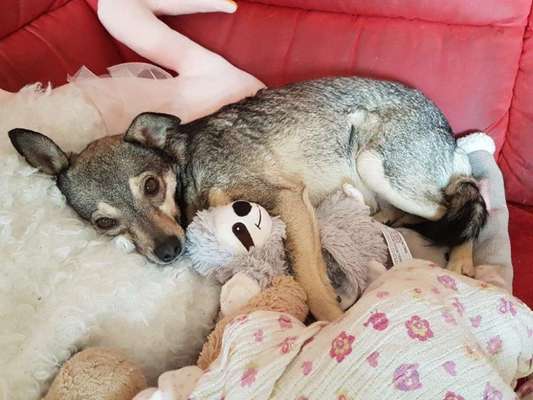 Dogorama Photo Challenge - Hundeblick zum hinschmelzen-Beitrag-Bild