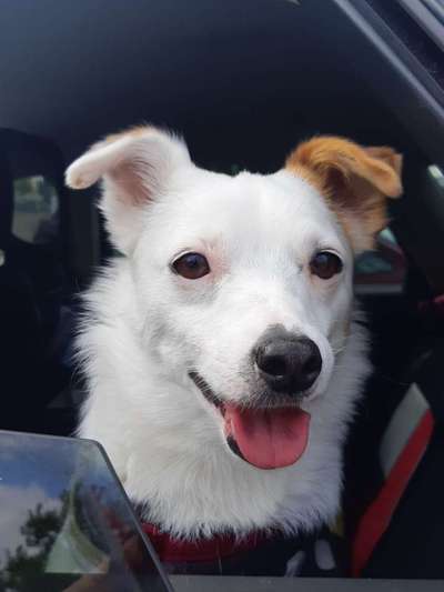 Dogorama Photo Challenge - Hundeblick zum hinschmelzen-Beitrag-Bild