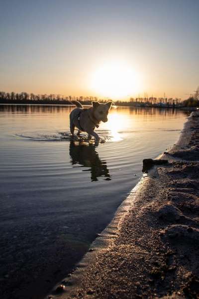 Dogorama-Monats-Challenge-Mai "Wasser"-Beitrag-Bild