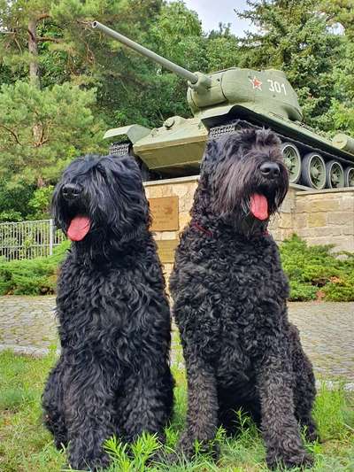 Seltene Rassen!-Beitrag-Bild