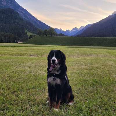 Hundetreffen-Social Walk-Bild
