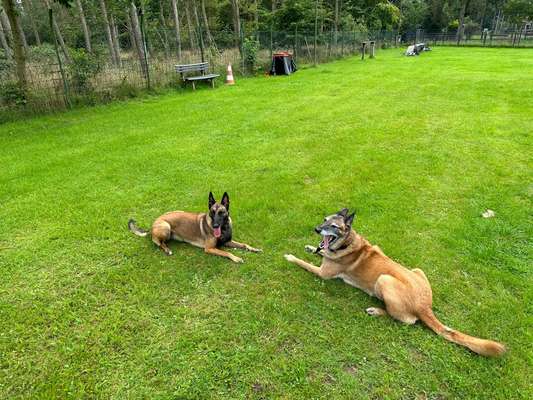 Hundetreffen-Am Jäger-Bild