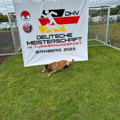 Hundetreffen-Alles-Profilbild