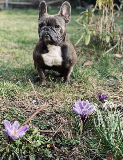 Challenge 23 : "  Euer Hund beim Frühlingserwachen "-Beitrag-Bild