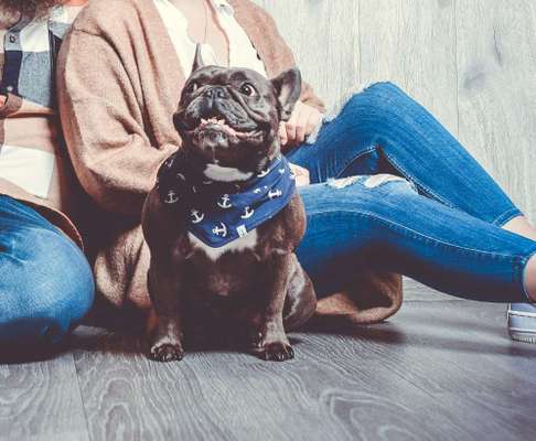 Foto's und Hundemodels-Beitrag-Bild