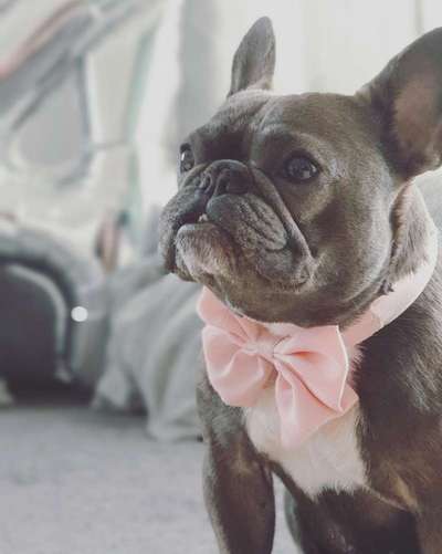 Französische Bulldoggen-Beitrag-Bild