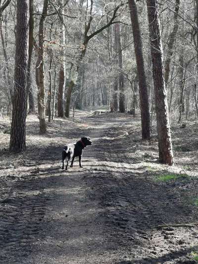 Wald Bild-Beitrag-Bild