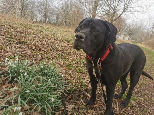 Dogorama Photo Challenge - Der Frühling kommt-Beitrag-Bild