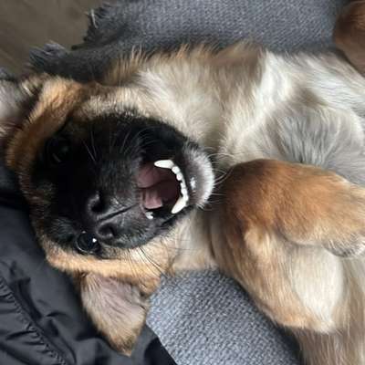 Hundetreffen-Gassirunde und soziale Kontakte-Bild