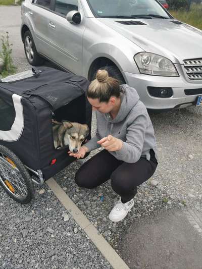 Die Dogorama Wochen Challenge-Beitrag-Bild