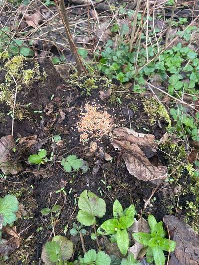 Rattengift?-Beitrag-Bild