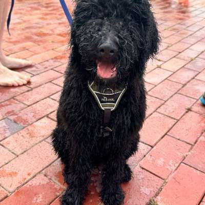 Hundetreffen-Welpentreffen in Ringsheim-Bild