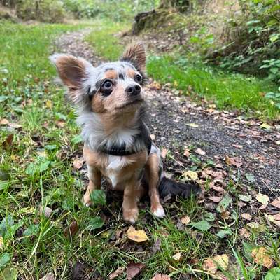 Hundetreffen-Welpentreff mit kleinen Hunden